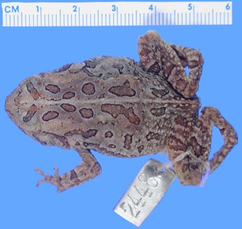 Media type: image; Herpetology A-2448